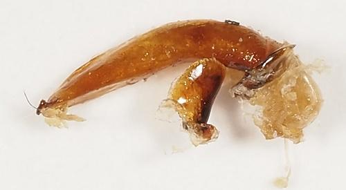 Harpalus affinis